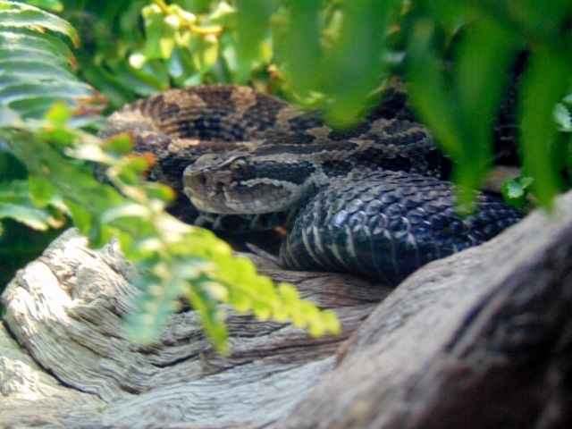 fort-worth-zo-680x451-e1553207304838