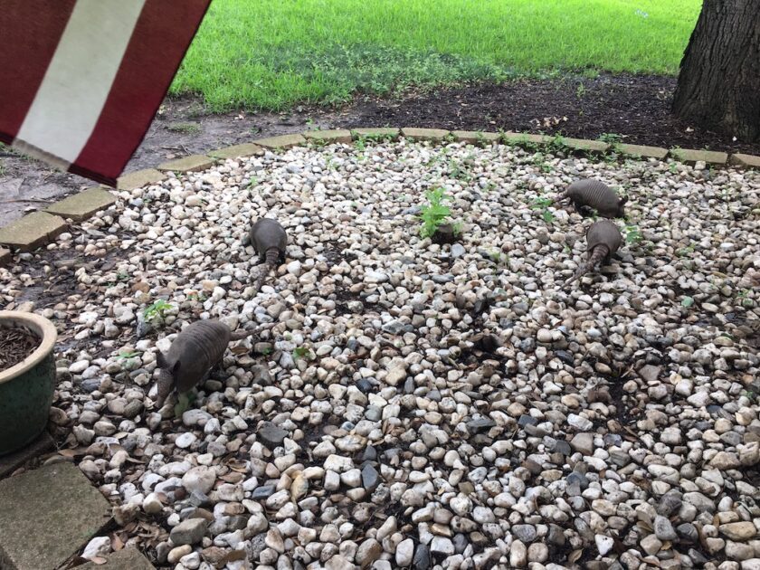 it's so hot in texaseven the armadillos are moving