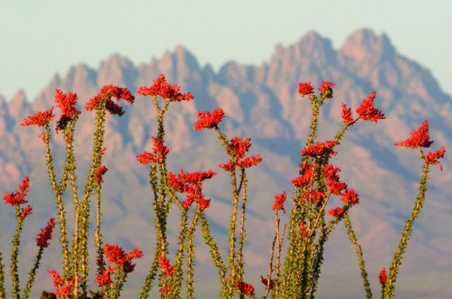 Organ-flowers-Photo-Credit-Ben-Chrisman-e1552101096811