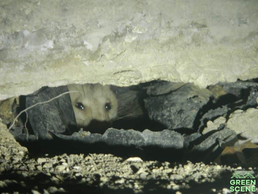 scary home inspection finds