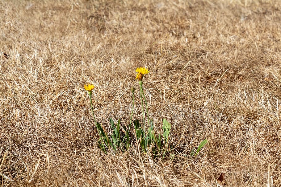 townhome, dry grass, dead lawn