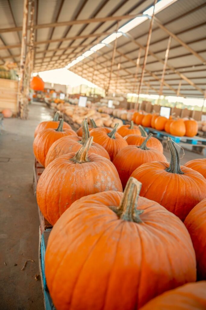 Mainstay Farm Fall Festival