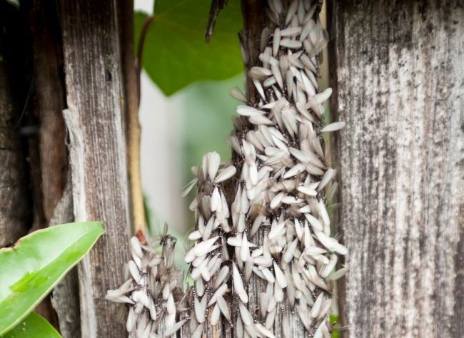 termite swarm - should i get a termite inspection?