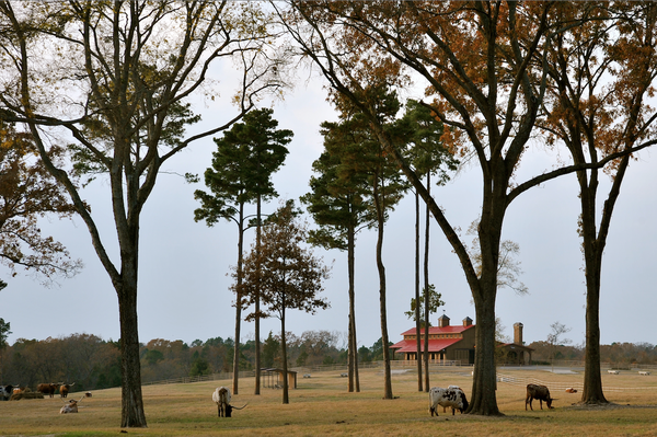 timber-creek-ranch-5-600
