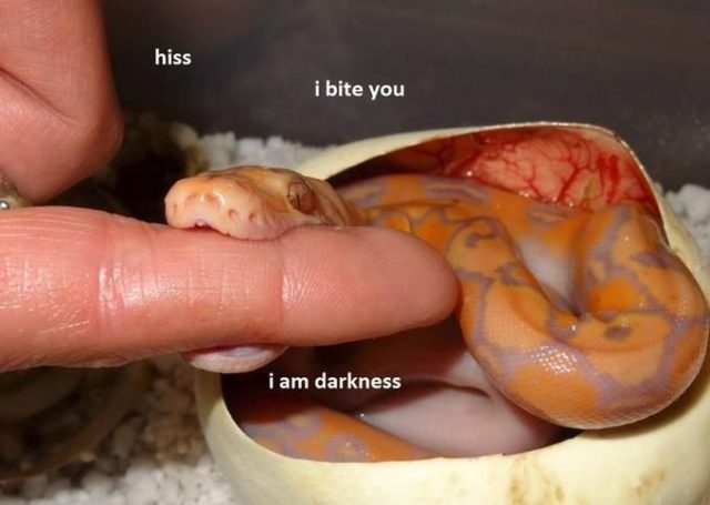 wtfsnake-e1530730871917