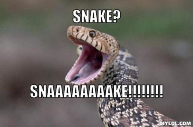 wtfsnake-e1530730871917