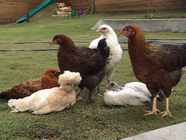 11407283_10205625294326295_8256553774711459254_n