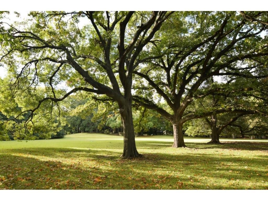 4500-Preston-Rd-lawn-1024x768