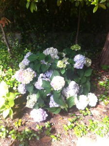 5907-23-e1399950328210-224x300