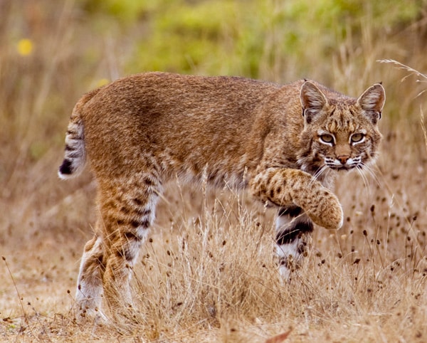 Bobcat05-600p