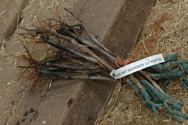 Cabernet-Sauvignon-roots-Red-Star-Farms