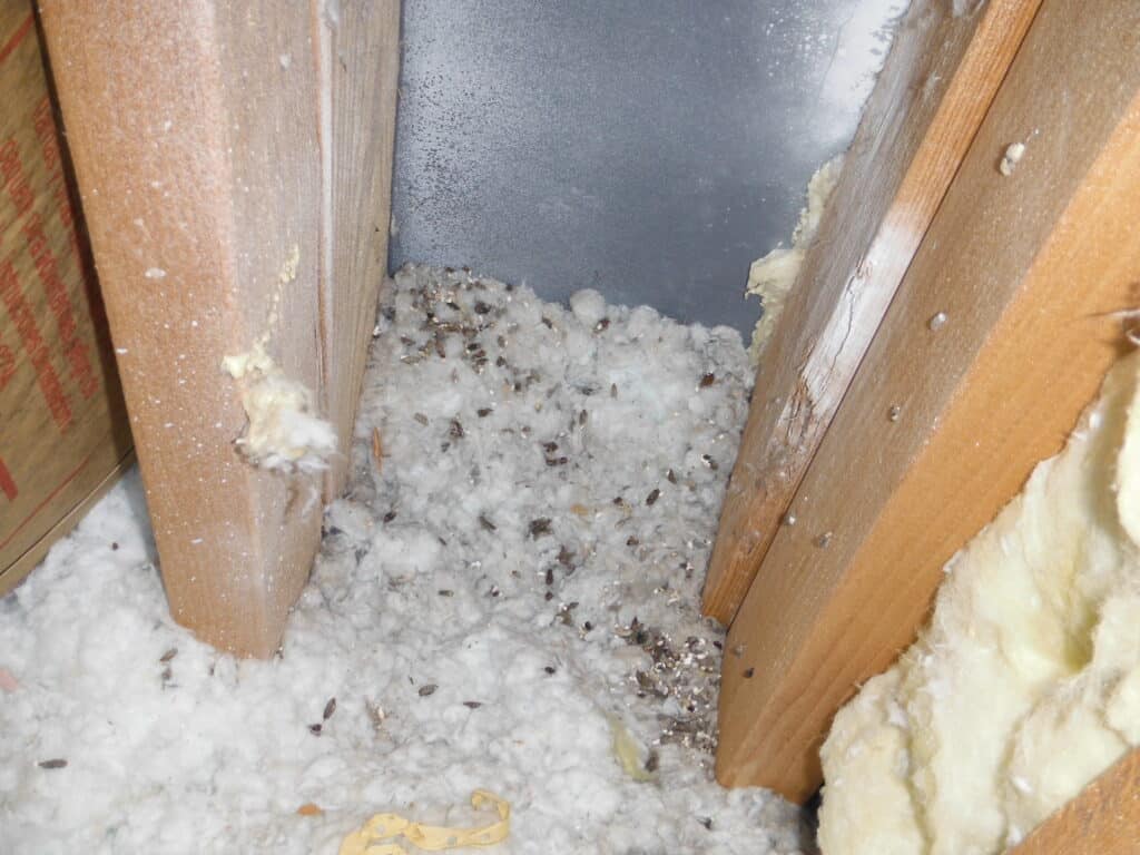 raccoon-attic2-1024x576