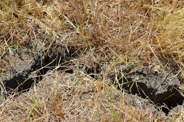 DSC_0047-edit-candysdirt