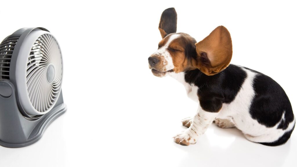 Dog-with-fan-1024x576