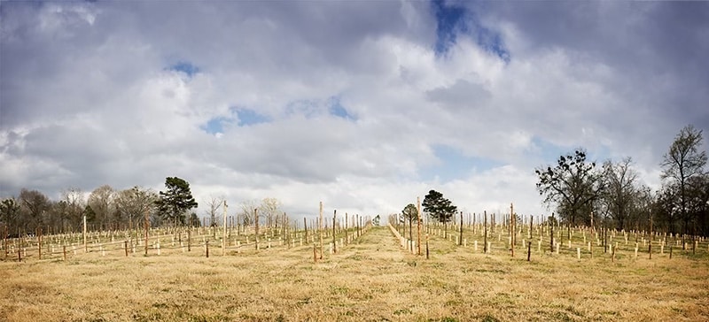 Recent-Romano-Family-FL-Pic-edited-scaled