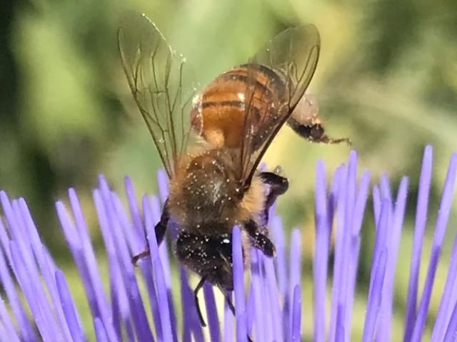 SWlp4y09Q2CzPcjlvZPOjw_thumb_75db-1