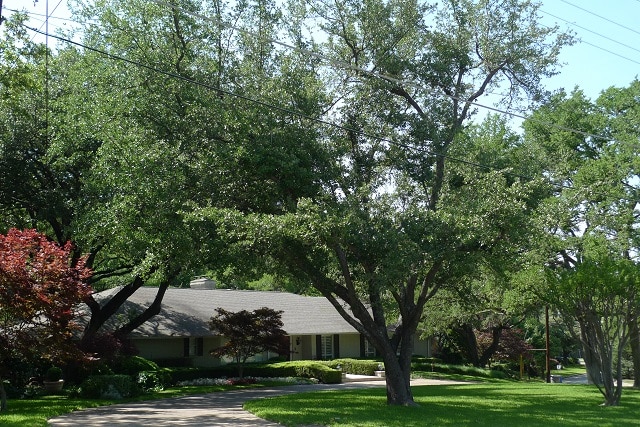 Lee-Trevinos-old-house