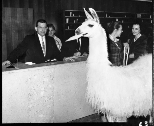 Linda-Llhama-The-Statler-Copy