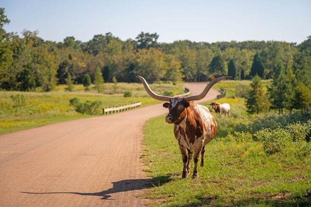 Long-Cove-Canopy-Homes