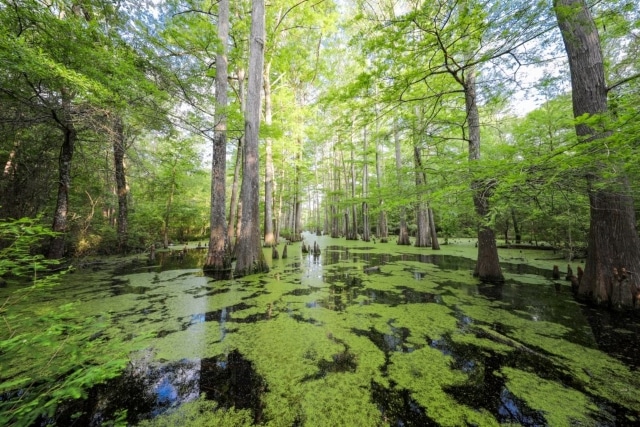 Lower-Bayou3