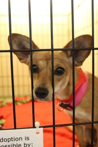 NorthPark-SPCA-34-1024x683