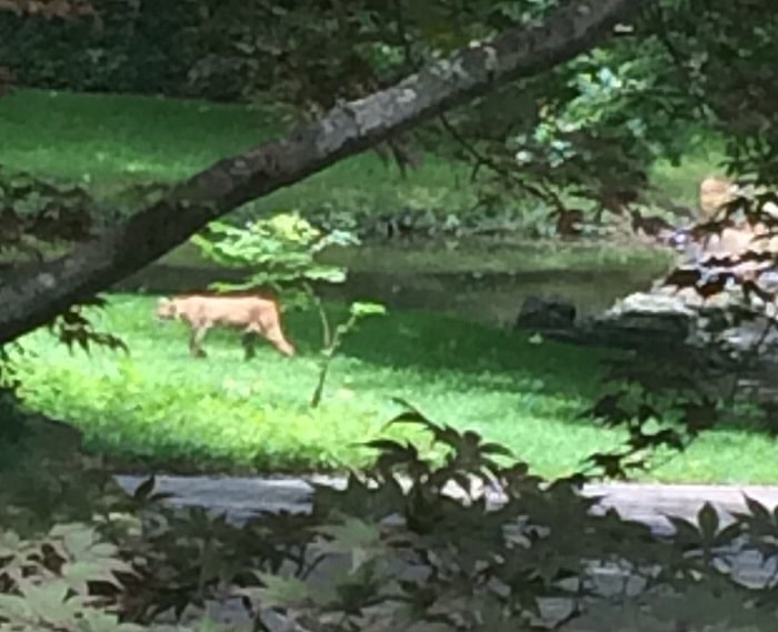 Preston-Creek-Estates-bobcat