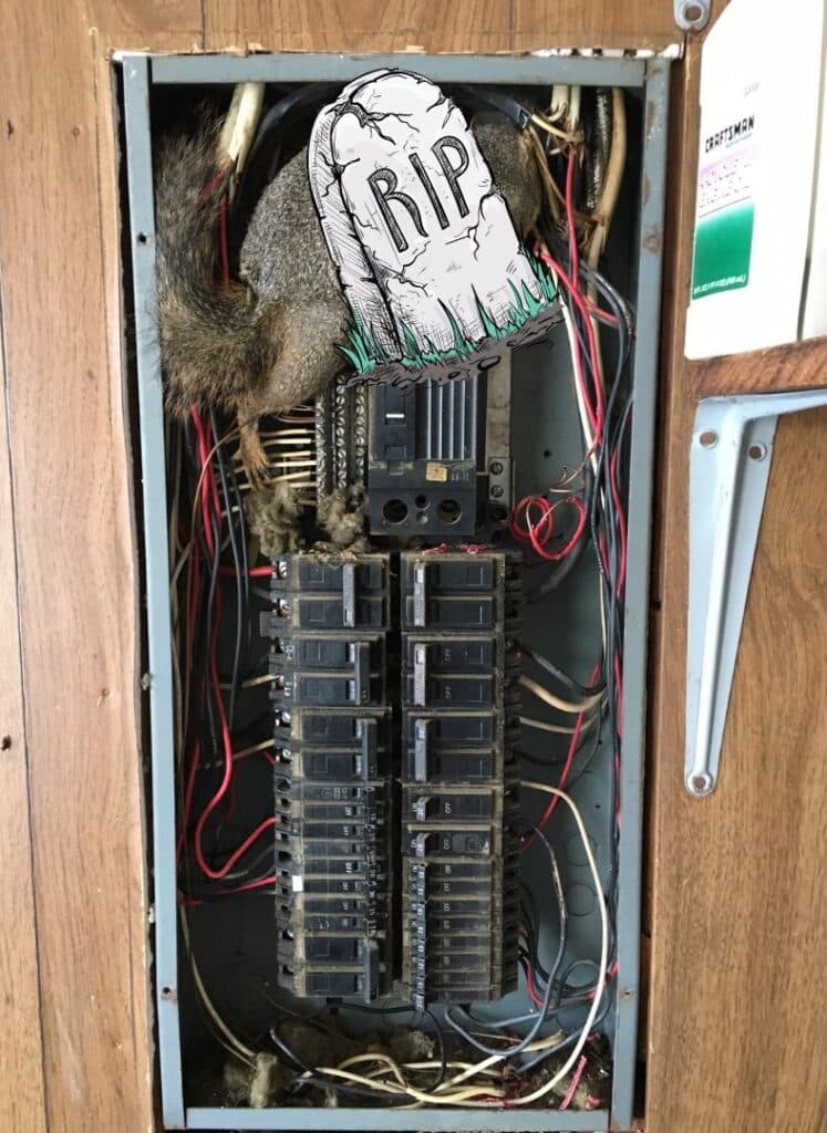 raccoon-attic2-1024x576