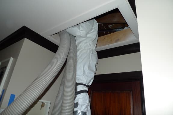 Rats-on-Patricia-8-575x383