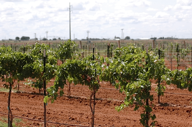 Red-Star-Farms-vineyard1