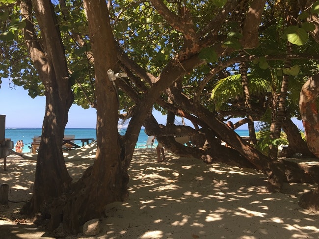 Seagrape-tree