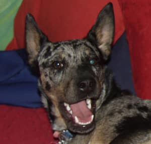 Home-For-Sale-Sign-Dallas-e1406661196559