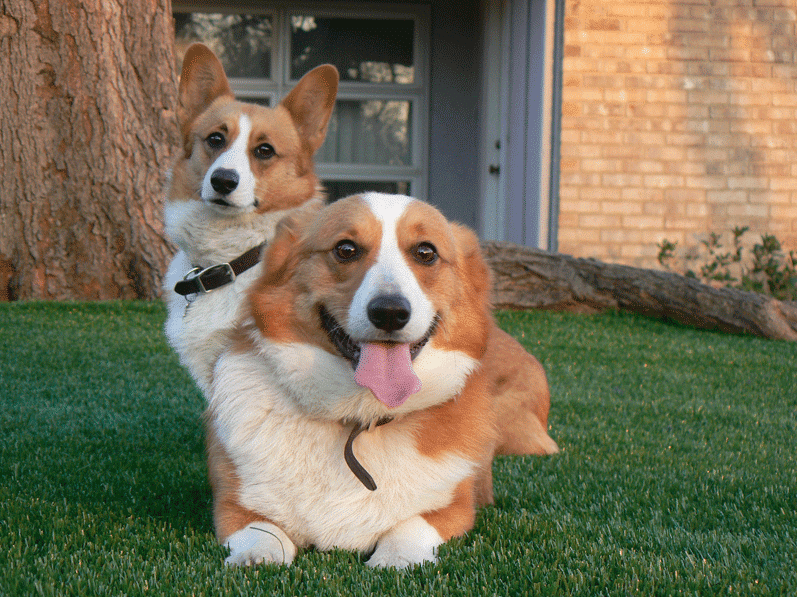 Synthetic-Grass-Pros