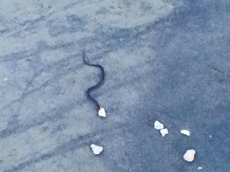 Water-Moccasin-snake