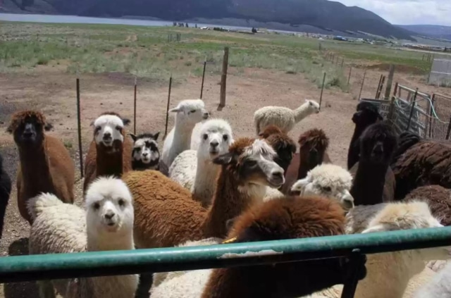 alpacas-0