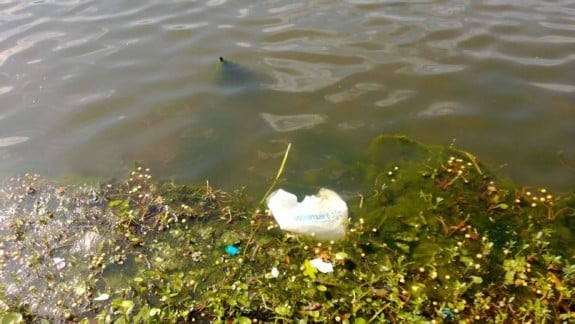 bag-trash-Lake-Cliff-575x324