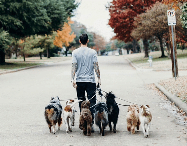 dog-window-nathalie-spehner-Jk9x2cmiuFo-unsplash