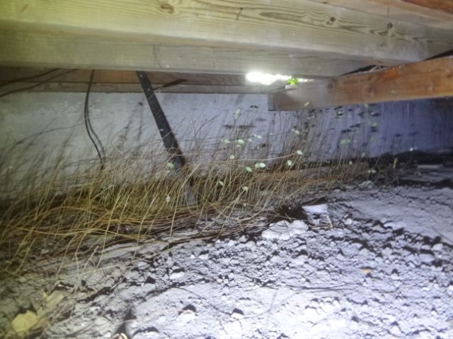 termite-tube-1