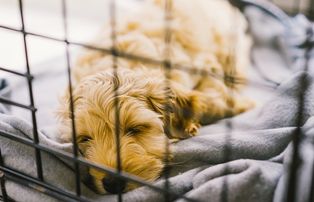 dog-window-nathalie-spehner-Jk9x2cmiuFo-unsplash