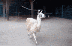 alpacas-16