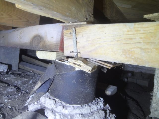 termite-tube-1