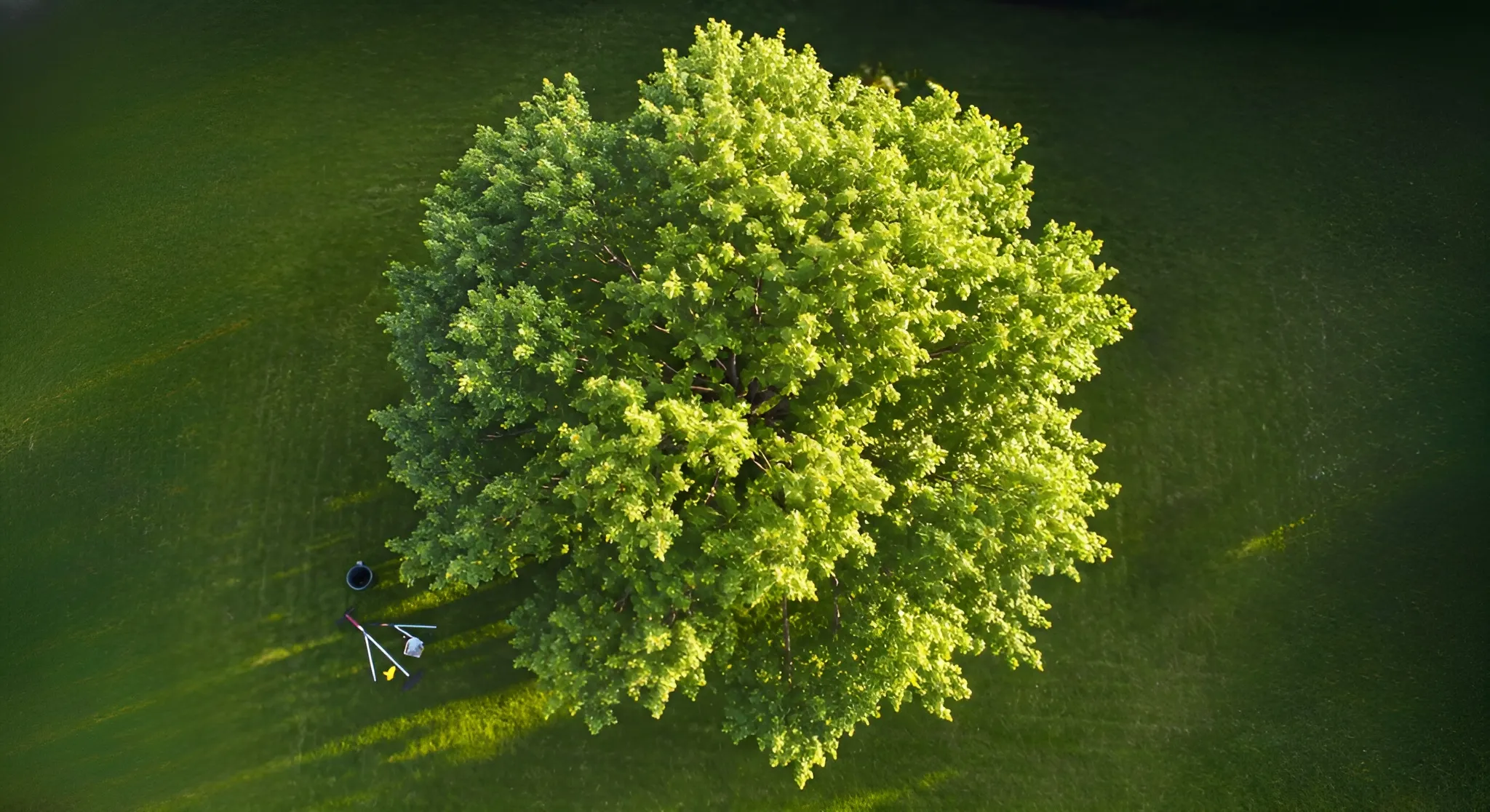 Integrating Tree Care into Dallas County Landscape Design